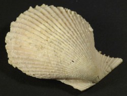 Mimachlamys varia Pliocene ES 4,1cm