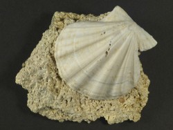 Flexopecten flexuosus Pliocene ES 3,9cm