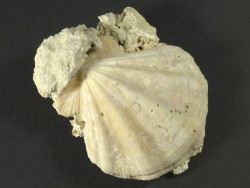 Flexopecten flexuosus Pliocene ES 4,2cm