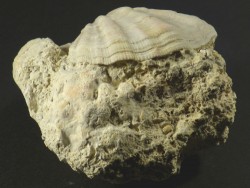Flexopecten flexuosus Pliocene ES 4,3cm
