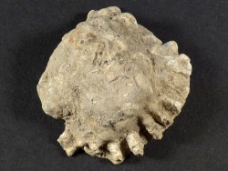 Chama gryphoides Pliocene IT 3,9cm *unique*