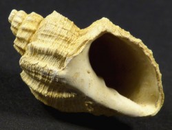Trigonostoma acutangula Miocene FR 2,7cm *unique*