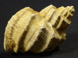 Trigonostoma acutangula Miozn FR 2,7cm *Unikat*