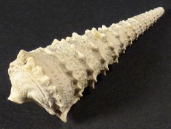 Potamides tricarinatus Eocene FR 4,2cm *unique*