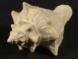 Perlmuttspangen kaufen