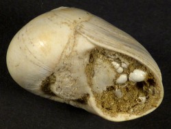 Neverita josephinia Pliocene IT 2,4cm *unique*