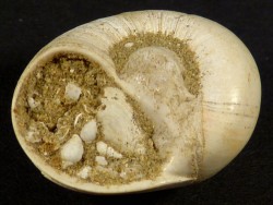 Neverita josephinia Pliocene IT 2,4cm *unique*