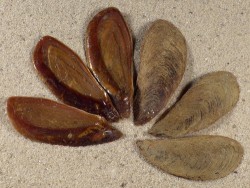 Volegalea cochlidium Operculum PH 3+cm