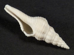 Fusinus watermani Pleistozän US 2,8cm *Unikat*
