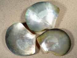Pinctada margaritifera 1/2 Perlmutt 06+cm ~ Sonderpreis
