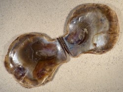 Isognomon ephippium PH 10+cm