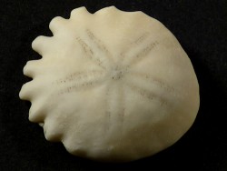 Rotuloidea fimbriata Pliozän MA 3,5cm *Unikat*