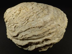Ostrea edulis Pliocene ES 14,2cm *unique*