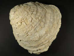 Ostrea edulis Pliocene ES 14,2cm *unique*