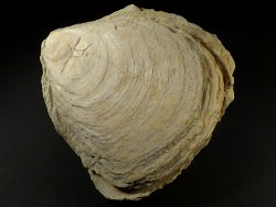 Ostrea edulis Pliocene ES 14,2cm *unique*