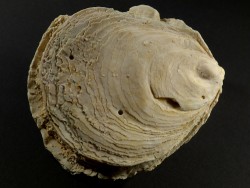 Ostrea edulis Pliocene ES 10,7cm *unique*