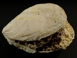Ostrea edulis Pliocene ES 10,7cm *unique*