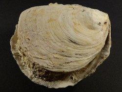 Ostrea edulis Pliocene ES 9,3cm *unique*
