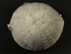 Echinocorys sulcata Paläozän DK 6,1cm *Unikat*