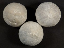 Galerites vulgaris Kreide DE 2,8+cm