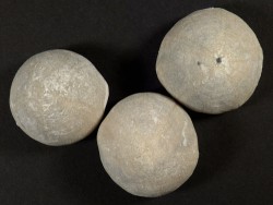Galerites vulgaris Kreide DE 3+cm