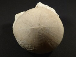 Echinocorys spec. Kreide FR 6cm *Unikat*