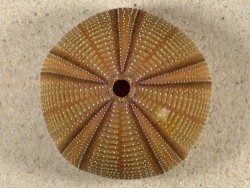 Salmacis bicolor PH 6,5cm *unique*