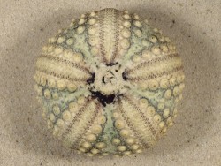 Echinothrix calamaris PH 7,1cm *Unikat*