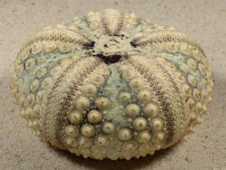 Echinothrix calamaris PH 7,1cm *Unikat*