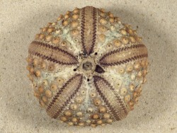Echinothrix calamaris PH 7,9cm *Unikat*
