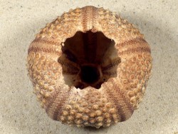 Echinothrix calamaris PH 8,1cm *Unikat*