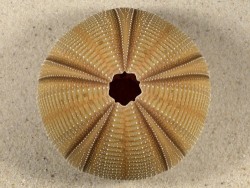 Salmacis bicolor PH 8,2cm *Unikat*