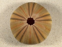 Salmacis bicolor PH 8,6cm *unique*