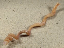 Tenagodus anguinus PH 18,6cm *Unikat*