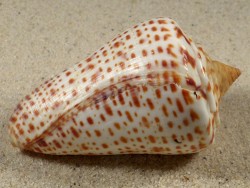 Conus spurius m/O US 6,7cm *unique*