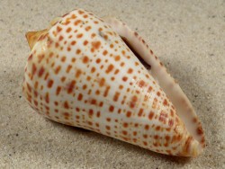 Conus spurius m/O US 6,7cm *unique*