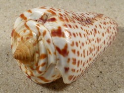 Conus spurius m/O US 6,7cm *unique*