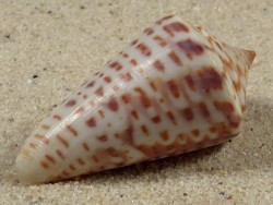 Conus regularis MX 4,2cm *Unikat*