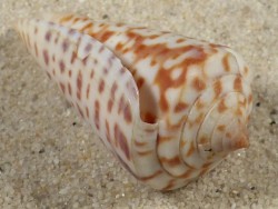 Conus regularis MX 4,2cm *Unikat*