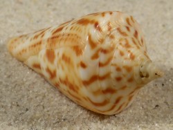 Conus delessertii US 4,4cm *Unikat*