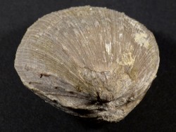 Spondylus bifrons (cf.) Eocene ES 4,6cm *Unikat*