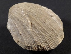 Spondylus bifrons (cf.) Eocene ES 4,6cm *Unikat*