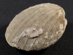 Spondylus bifrons (cf.) Eocene ES 4,6cm *Unikat*