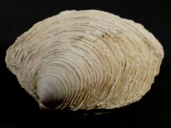 Linga pensylvanica Pliocene US 6,5cm *unique*