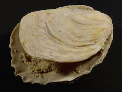Ostrea edulis Pliozän ES 8,4cm *Unikat*