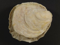 Ostrea edulis Pliocene ES 8,4cm *unique*