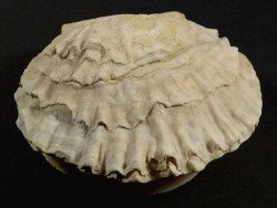 Ostrea edulis Pliocene ES 8,4cm *unique*