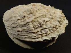 Ostrea edulis Pliozän ES 10,5cm *Unikat*