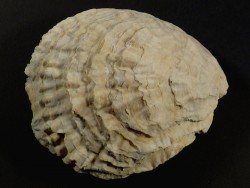 Ostrea edulis Pliocene ES 10,5cm *unique*