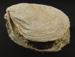 Ostrea edulis Pliocene ES 10,5cm *unique*